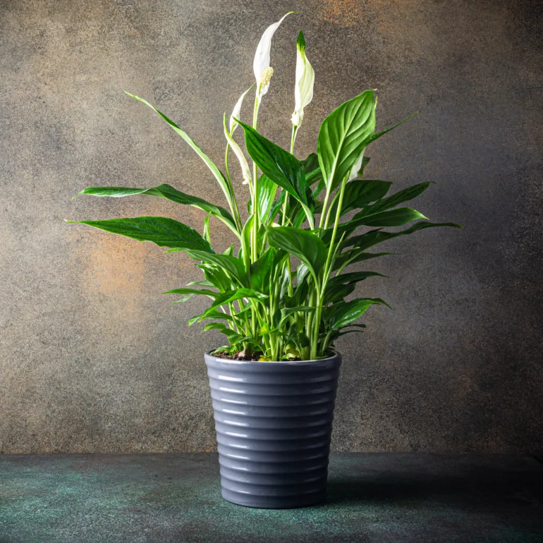 planter