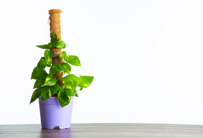 planter