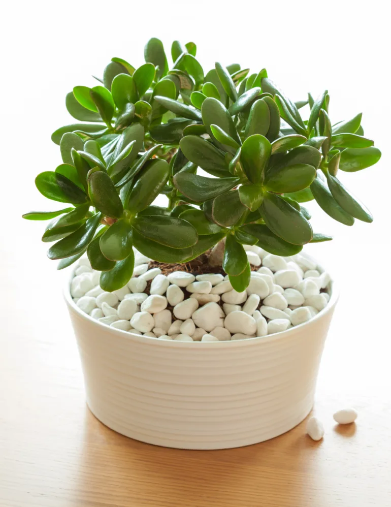 planter