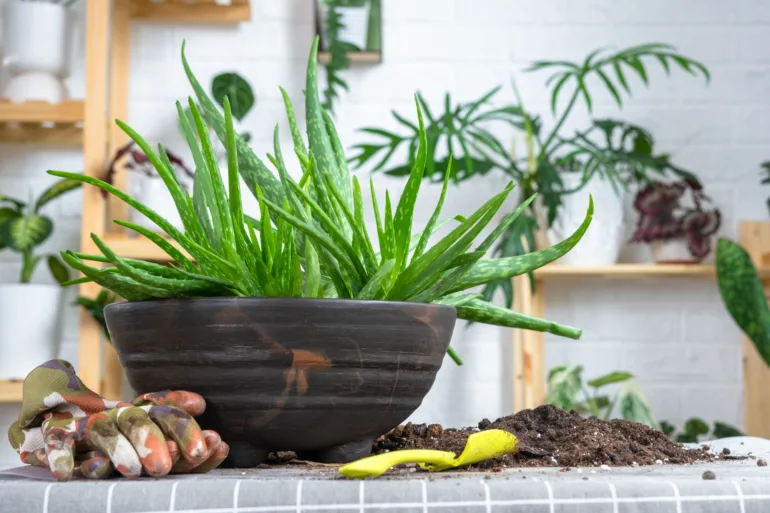 planter