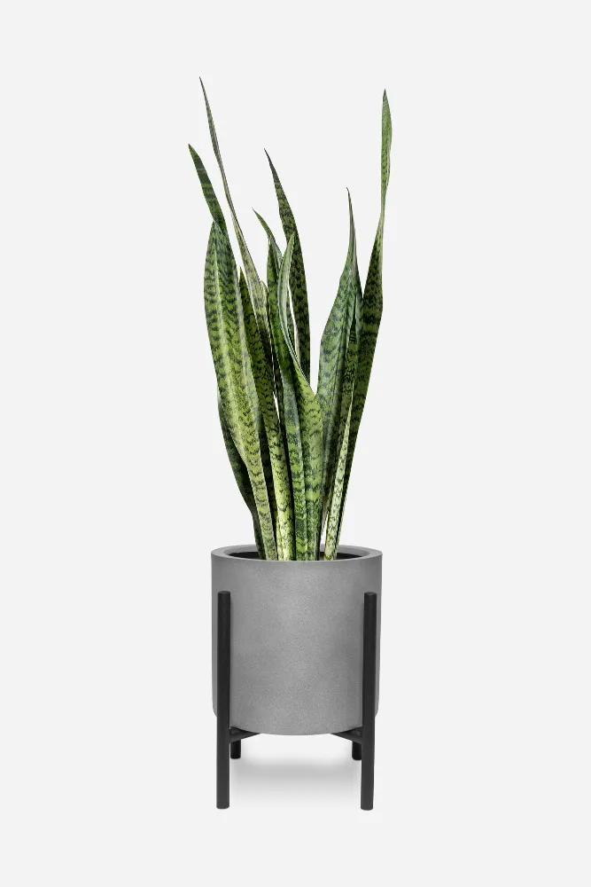 植物