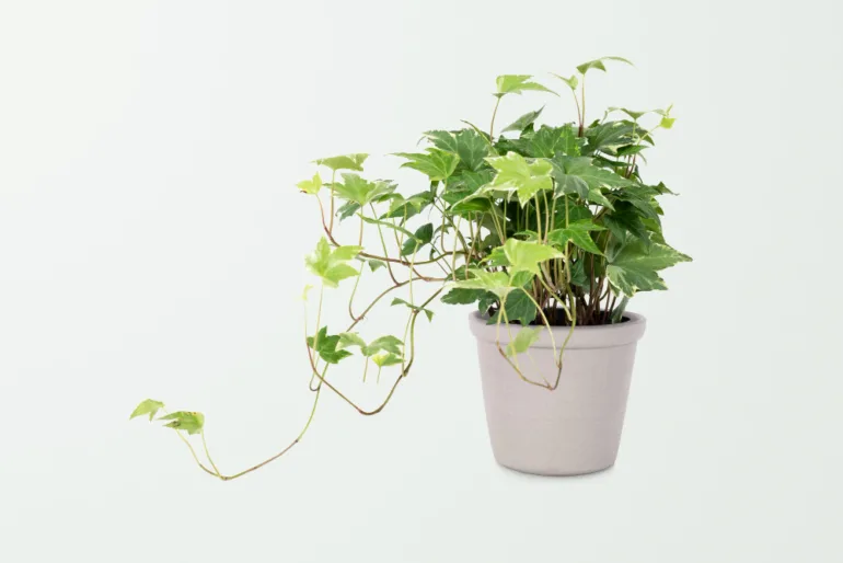 植物
