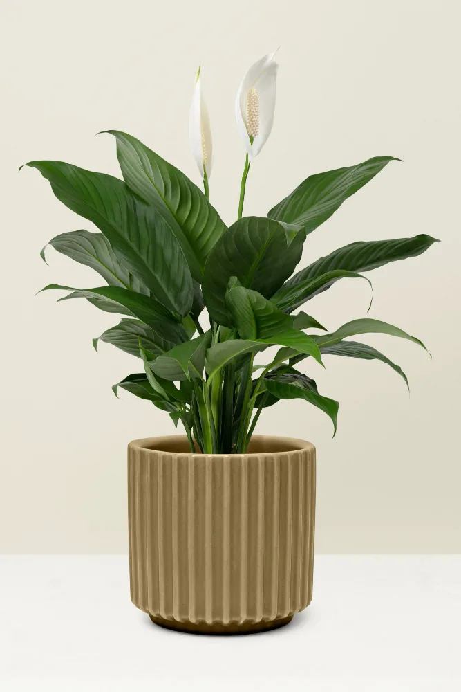 植物