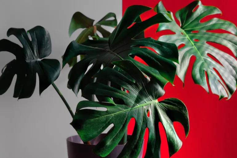 植物