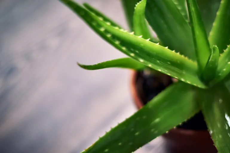 植物
