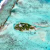 EDEN Private Island TAHAA