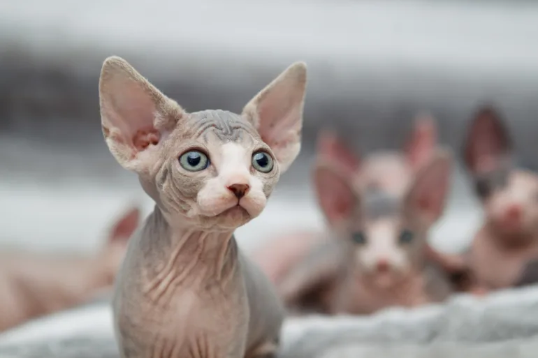 allergia ai gatti