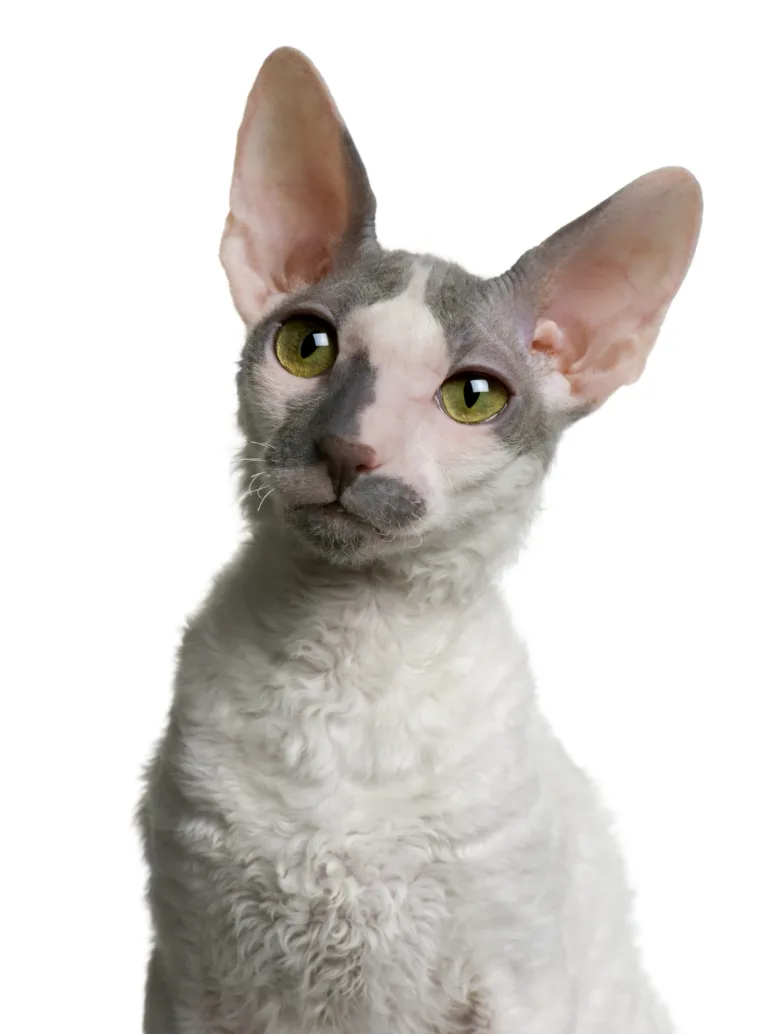 allergia ai gatti
