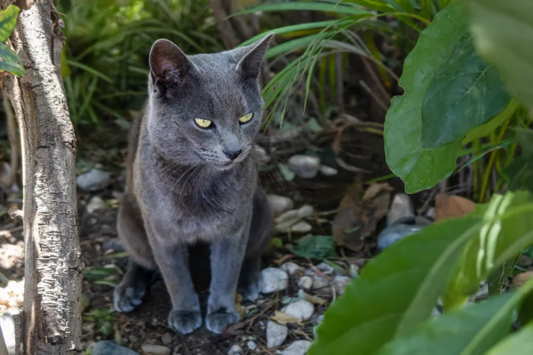 allergia ai gatti