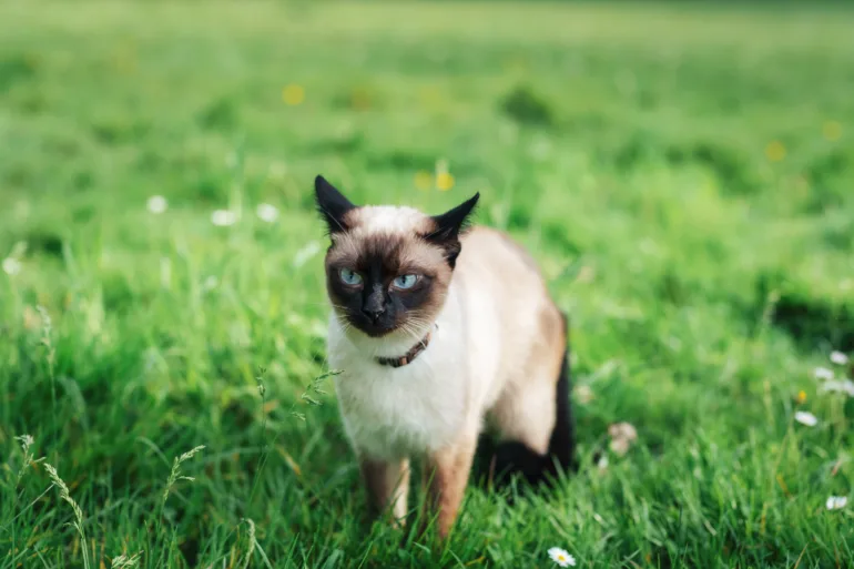 allergia ai gatti