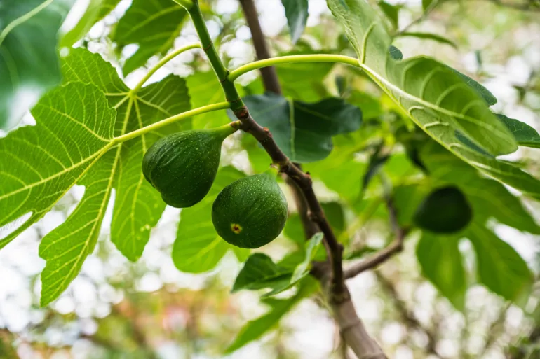 fig leaf tea